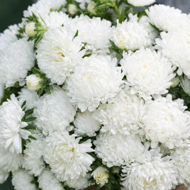 Тауер біла насіння айстри піоноподібної (Satimex)