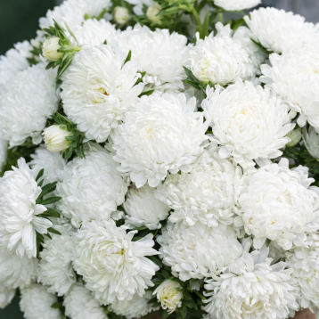 Тауер біла насіння айстри піоноподібної (Satimex)