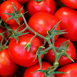 Н4523 F1 семена томата дет. раннего слив. 60-65 гр. красный (Nunhems)