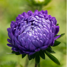 Тауер синя насіння айстри піоновідної (Satimex)