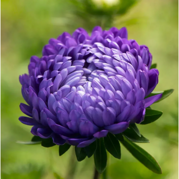 Тауер синяя семена астры пионовидной (Satimex)