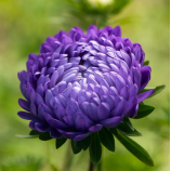 Тауер синя насіння айстри піоновідної (Satimex)