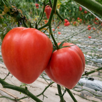 Розе Лав F1 насіння томату індет. раннього 65-70 дн. серцев. 250-300 гр. рожев. (Yuksel)