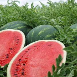 Шерхан F1 насіння кавуна тип кр.св. раннього 58-62 дн. 10-12 кг овал. (Hazera)