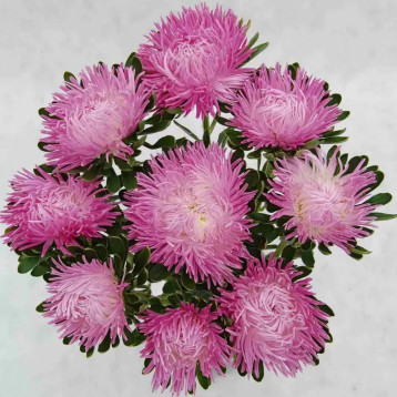 Айстра Дрегон Салмон Пінк (Salmon Pink)