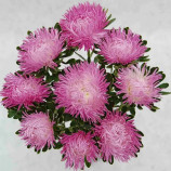 Айстра Дрегон Салмон Пінк (Salmon Pink)