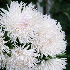 Дрегон роуз фрост насіння айстри голчастої (Satimex)