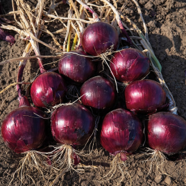 Ред Джаспер F1 семена лука репчатого среднепозднего 120 дн. красного (Cora Seeds)