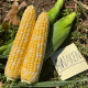 Авакен F1 насіння кукурудзи суперсолодкої Sh2 ультраранньої 65-68 дн. 20-21 см 16-18 г. біколор (Clause)
