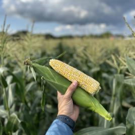 Авакен F1 насіння кукурудзи суперсолодкої Sh2 ультраранньої 65-68 дн. 20-21 см 16-18 г. біколор (Clause)