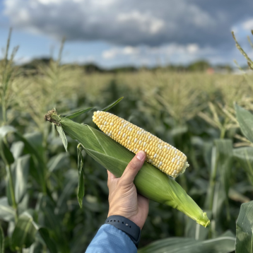 Авакен F1 семена кукурузы суперсладкой Sh2 ультраранней 65-68 дн. 20-21 см 16-18 р. биколор (Clause)