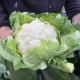 Айсрок F1 насіння капусти цвітної середньої 85-90 дн. 1,8-2,2 кг біл. (Clause)