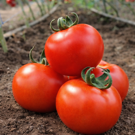Галаксин F1 семена томата индет. раннего окр.-припл. 180-200 гр. красный (Clause)