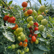 Крейзи Чери F1 семена томата дет. черри раннего слив. 25-30 гр. красный (Clause)