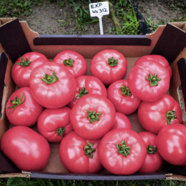 Манарола F1 насіння томату індет. раннього окр.-припл. 250-270 гр. рожев. (Clause)