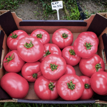 Манарола F1 насіння томату індет. раннього окр.-припл. 250-270 гр. рожев. (Clause)