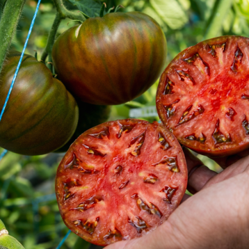 Тарагона F1 семена томата индет. тип Марманде ребрист. 220-260 гр. черный (Clause)