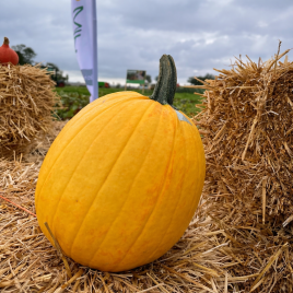 Лимонад F1 семена тыквы тип Хеллоуин средней 95-100 дн. 7-8 кг желт. (Clause)