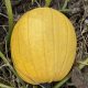 Лимонад F1 семена тыквы тип Хеллоуин средней 95-100 дн. 7-8 кг желт. (Clause)