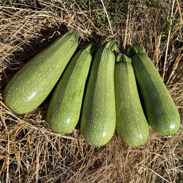 Чабела F1 насіння кабачка раннього 400-450 гр. зеленого (Clause)