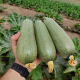 Чабела F1 насіння кабачка раннього 400-450 гр. зеленого (Clause)