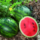 Мини Лав F1 семена арбуза тип кр.св. раннего 55-60 дн. 3-4 кг окр. (Clause)