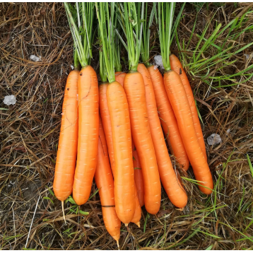 Полідор F1 (1,6-1,8) насіння моркви Нантес середньопізньої 120-125 дн. 18-20 см (Clause)