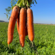 Полідор F1 (1,6-1,8) насіння моркви Нантес середньопізньої 120-125 дн. 18-20 см (Clause)