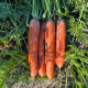 Полідор F1 (1,6-1,8) насіння моркви Нантес середньопізньої 120-125 дн. 18-20 см (Clause)