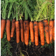 Полидор F1 (1,6-1,8) семена моркови Нантес среднепоздней 120-125 дн. 18-20 см (Clause)