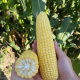 Сорел F1 насіння кукурудзи суперсолодкої Sh2 ранньої 21-22 см 18-20 р. (Clause)