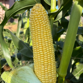 Сорел F1 семена кукурузы суперсладкой Sh2 ранней 21-22 см 18-20 р. (Clause)