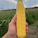 Сорел F1 насіння кукурудзи суперсолодкої Sh2 ранньої 21-22 см 18-20 р. (Clause)