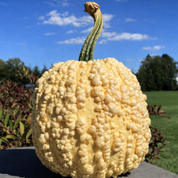 Попкорн F1 семена тыквы тип Хеллоуин 5-6 кг желт. (Clause)