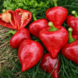 Леся семена перца сладкого раннего 8-10 мм красн. (Геліос)