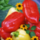 Вікторія насіння перцю солодкого тип Угорський раннього 115 дн. коніч. 50-60 гр. 4-6 мм св.зелен./червон. (Геліос)