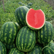 Паблос F1 насіння кавуна тип кр.св. середньораннього 62-65 дн. 10-11 кг овал. (Clause)