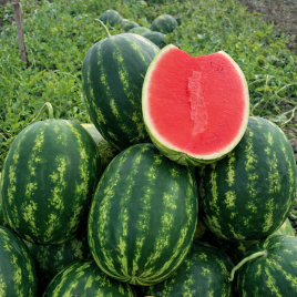 Паблос F1 семена арбуза тип кр.св. среднераннего 62-65 дн. 10-11 кг овал. (Clause)