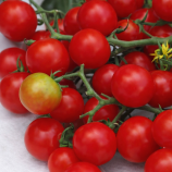 Рубинка семена томата индет. черри раннего окр. 15-30 гр. красный (Moravoseed)