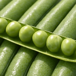 Кудо семена гороха овощного раннего (Syngenta)