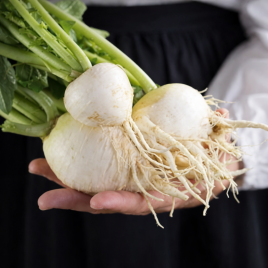 Мюнхен бир семена редьки (Hortus)