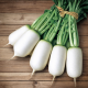 Спринг Фейвор F1 семена редьки Дайкон ранней 40-45 дн. 150-180 гр, белой (NongWoo Bio)