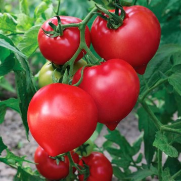 Рожевий Сон F1 насіння томату індет. раннього 95-100 дн. окр. 180-250 гр. рожев. (Breeding Seeds)