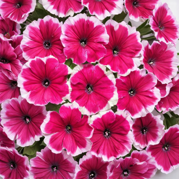 Містрал F1 picotee pink насіння петунії грандіфлора 30-35см (Cerny)