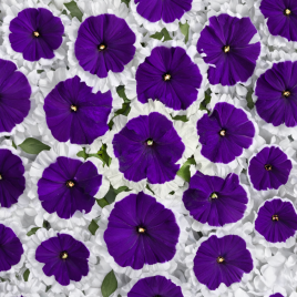 Мистрал F1 picotee blue семена петунии грандифлора 30-35см (Cerny)