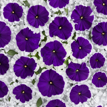 Містрал F1 picotee blue насіння петунії грандіфлора 30-35см (Cerny)