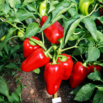 Полёт семена перца сладкого (Элитный ряд)