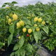 Єллоу Бомб F1 насіння перцю гіркого тип Чері раннього 60 дн. 20-25 гр. 3 см окр. зел./жовт. (Spark Seed)