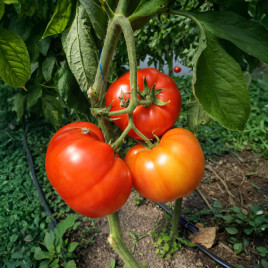 Гігант Анталії F1 насіння томату індет середньораннього 70-75 дн окр-припл 350-500 гр рожев (Leda)