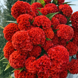 Чіф persimmon насіння целозії гребінчастої (Sakata)